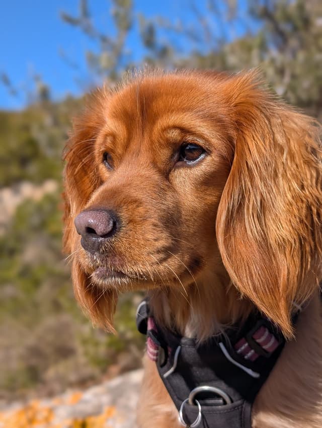 Maya