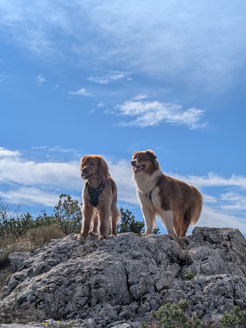 Promenade DODOG