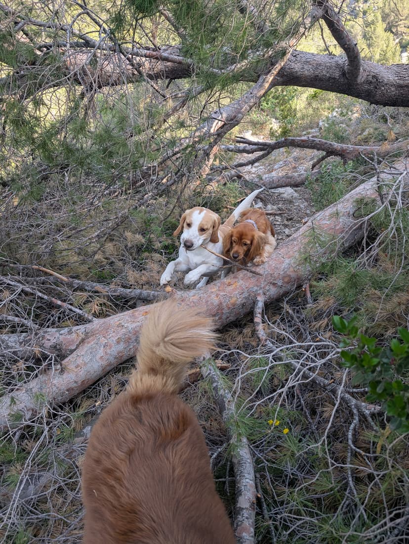 Promenade DODOG