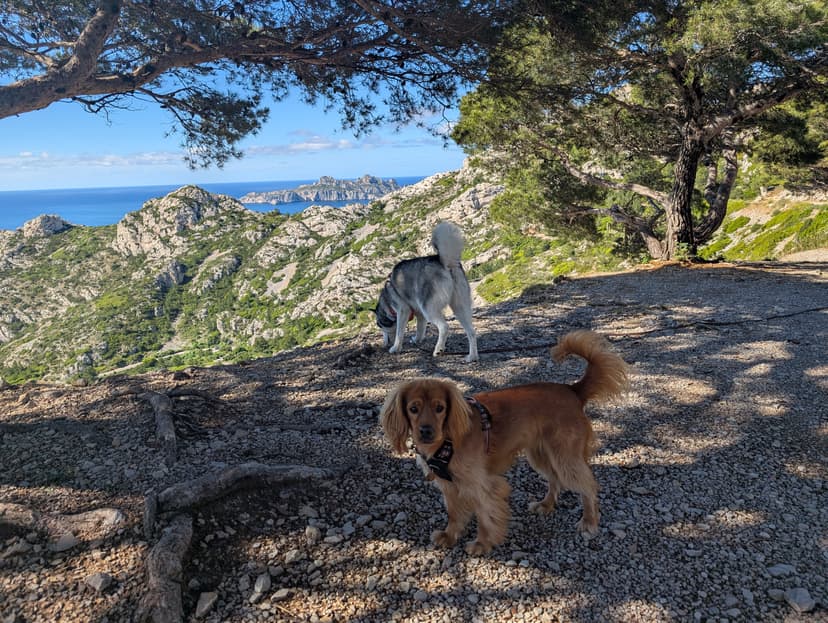 Promenade DODOG