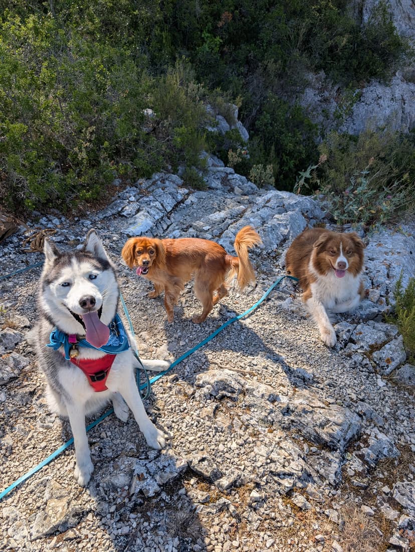 Promenade DODOG