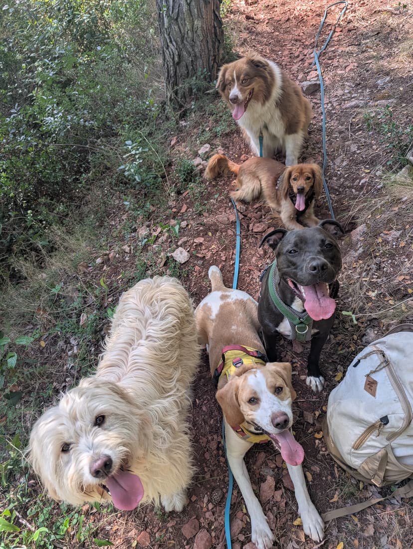Promenade DODOG
